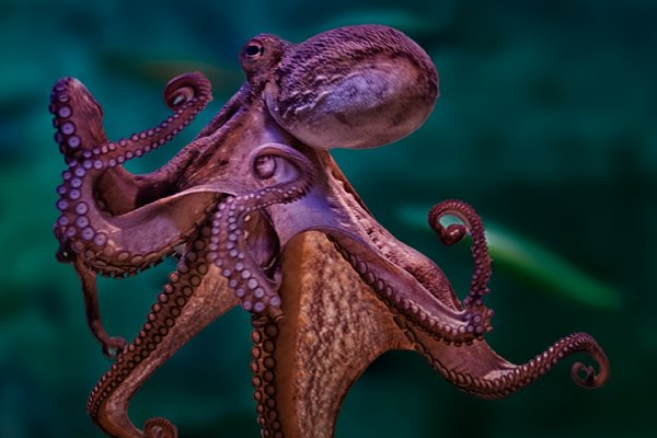 Кракен маркетплейс ссылка krakenat2krnkrnk com